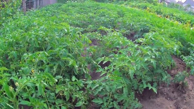 Молодая картошка урожая 2021 смотреть онлайн