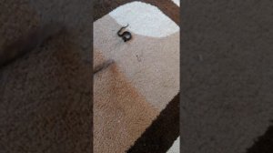 Змея в доме.