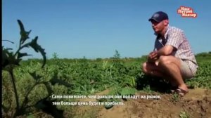 Арбуз #астрахань #моча для ускоренного роста #жесть