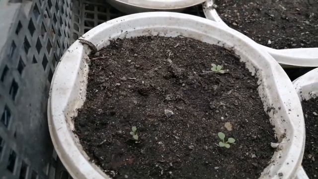 Ампельная петуния Тайдал Вэйв всходы?! Обзор. Где купить семена и как посеять? смотреть онлайн