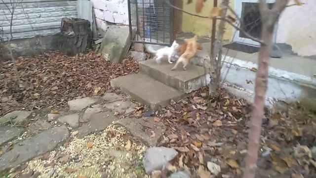 попрыгушки чихуахуа Шенонсо и Феодосия СИМФЕРОПОЛЬ Кастропуло Крым смотреть онлайн