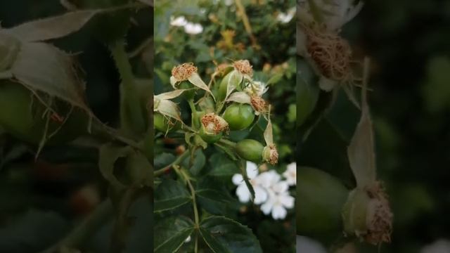 Медосбор с шиповника, июньских целебных трав. смотреть онлайн