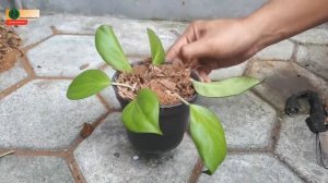 Hoya nicholsoniae new guinea ghost | organic farming | hoya papua | root propagation- GreenOnGreenT