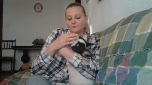 Французский бульдог - плюсы и минусы породы.