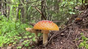 You_in_Forest | Дорога к Чёртову городищу