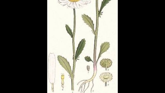 "Leucanthemum (Daisy)" from Cottage Flowers смотреть онлайн