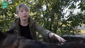 «Собакам все равно, под каким флагом случилась беда»: приют «ПИФ» в Донецке спасает жизни