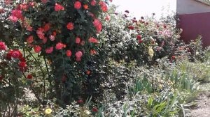 цветение плетистых роз , питомник роз Полины Козловой, rozarium.biz