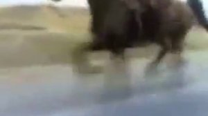 Horse 80 km h Лошадь 80 км ч
