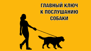 Самый простой способ добиться послушания собаки. Максимальный результат за минимальное время.
