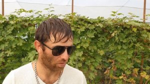 Шикарный летний сорт Польской  малины СОКОЛИЦА. Осенний урожай!