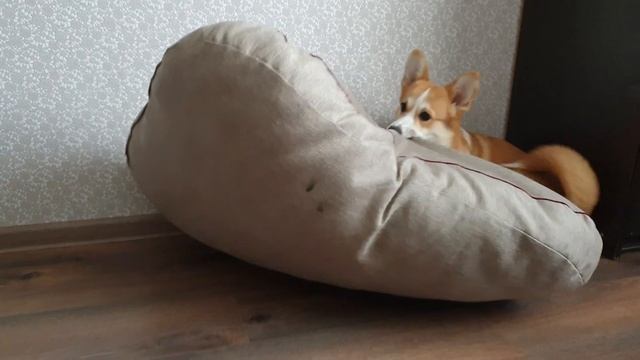 Корги пакостница. Охота на лежанку. #корги смотреть онлайн