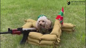 Той-пудель Дара. Граница на замке. Тольятти, 28 мая 2023.