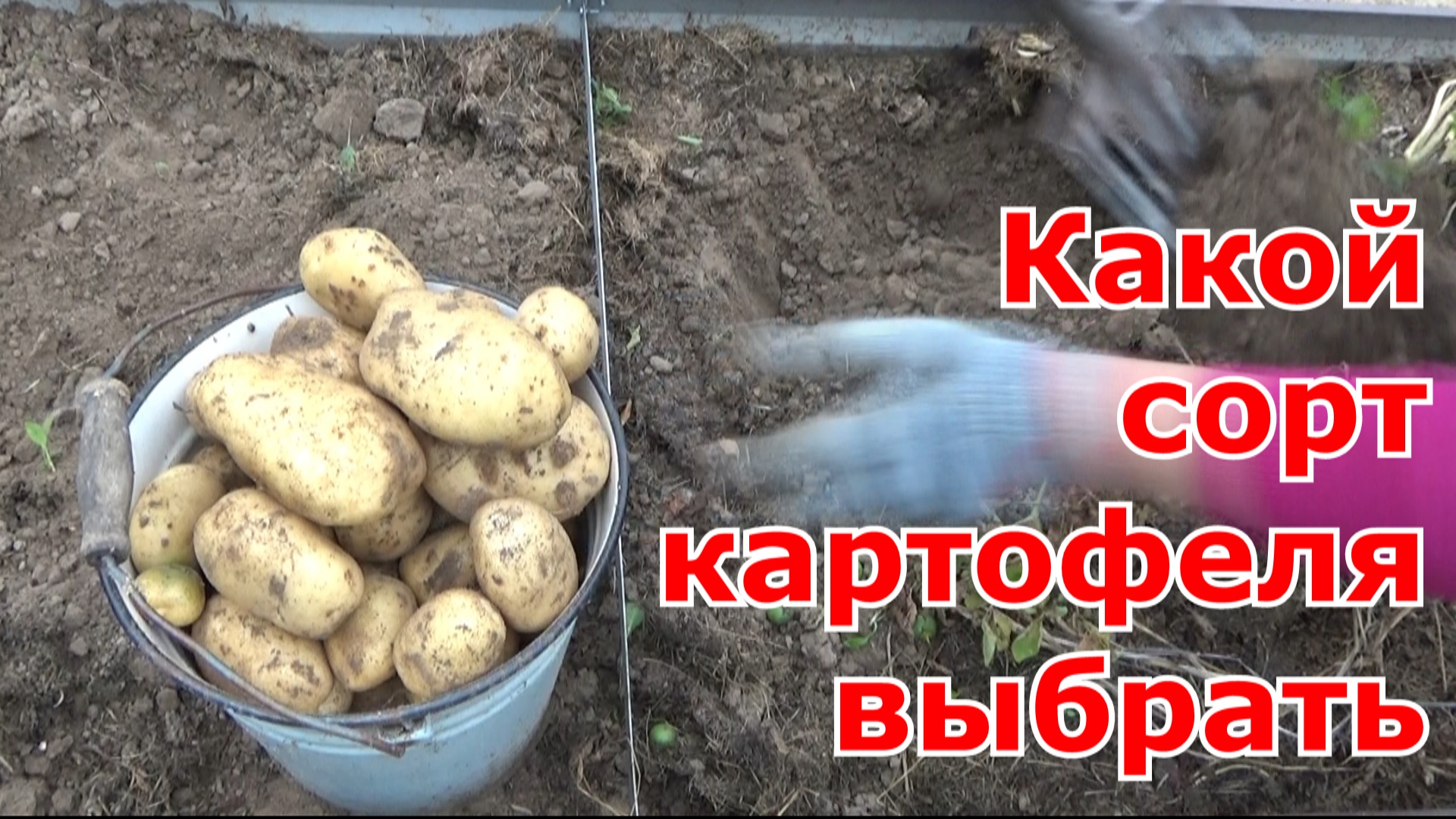 Испытание сортов картофеля