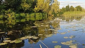 р. Воронеж. Краснопёрка.