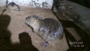 Нутрии породы ВЕЛИКАН