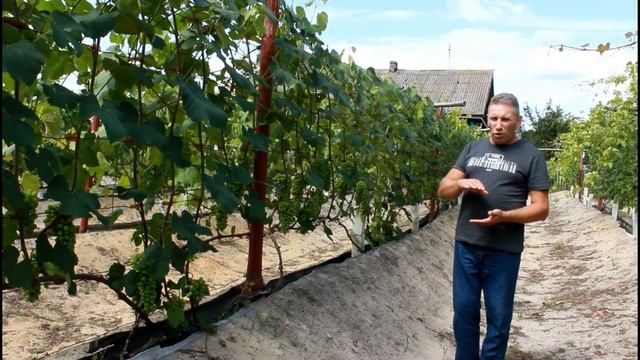 Вторая проф обработка винограда, фунгицидами . смотреть онлайн