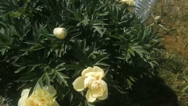 Пион Бартзелла 3 год, цветение 2021 смотреть онлайн