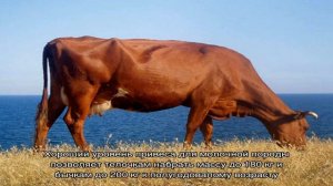 Красная степная порода – выносливые молочные коровы