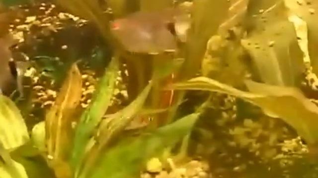 Расбора Клинопятнистая/Rasbora Klinopyatnistaya Aqua Blog Подпишись!!!