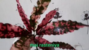 Как адаптировать Кротоны