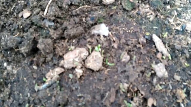 Картофель из семян. Рассада 2 месяца. смотреть онлайн