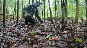 Тихая охота в еловом лесу Ленинградской области. Собрал очень много грибов подосиновиков. Грибы 2024