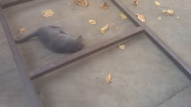 кот и крыса.mp4 смотреть онлайн