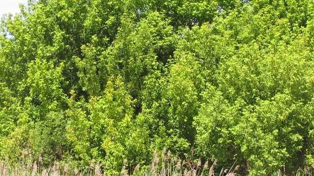 выводок тростниковой овсянки смотреть онлайн