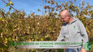 Potatura Vite: da Cordone Speronato a Guyot