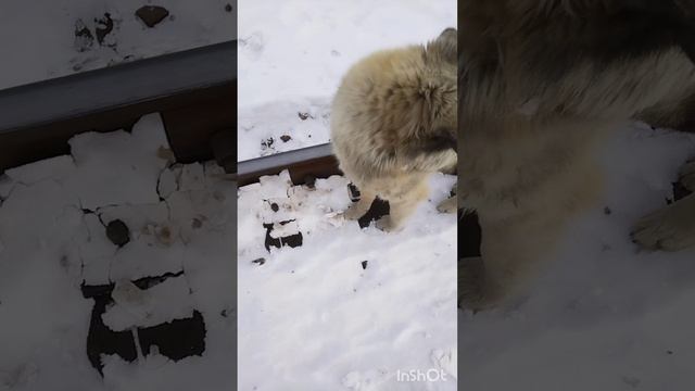 домашние животные