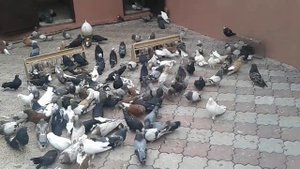 Турне по голубеводам Донбасса. Часть 5: "В гостях у Вовчука Ю.В. г. Димитров (Мирноград)".