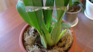 Орхидея  Камбрия. Проблема: черные пятна на листьях.