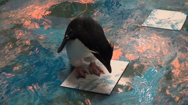 Penguins make animal art at St. Louis Zoo смотреть онлайн