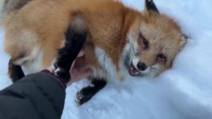 Ли Сяо / Alice the Fox Лиса Алиса (Купание лисы в снегу)
