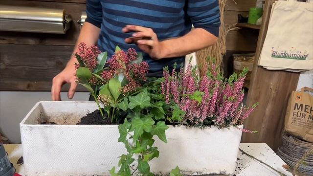 Balkonkasten mit Pflanzen für Herbst Winter selber bepflanzen - Anleitung vom Profi für deine Deko смотреть онлайн