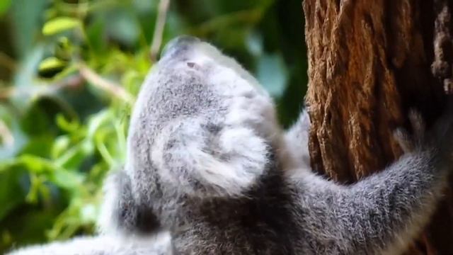 ЖИВОТНЫЕ АВСТРАЛИИ 4K Ultra HD |Учим звуки австралийских животных : КЕНГУРУ, КОАЛА, ЭМУ, КАЗУАР смотреть онлайн