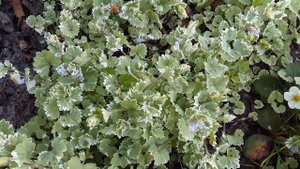 Будра пестролистная.