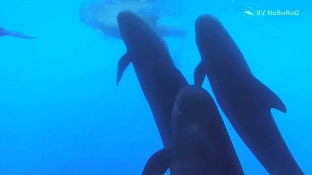 дельфин Гринды смотреть онлайн