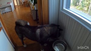 Американская Акита Молли / кормление собаки