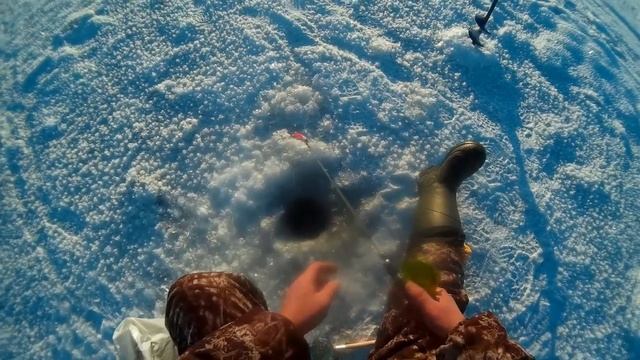 Зимняя рыбалка Кама Судак и Берш на тюльку