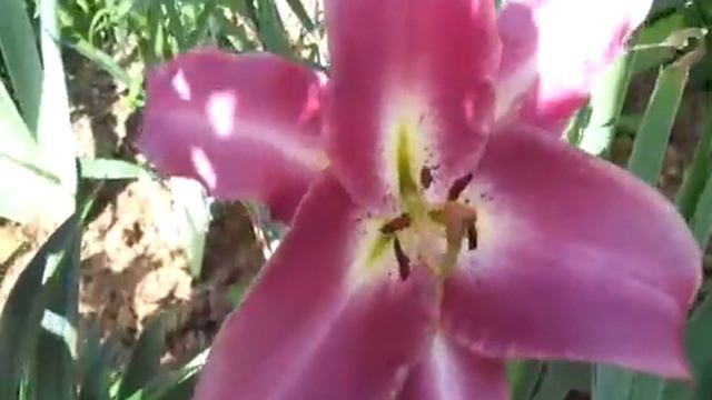 Бэйуотч лилия от-гибрид