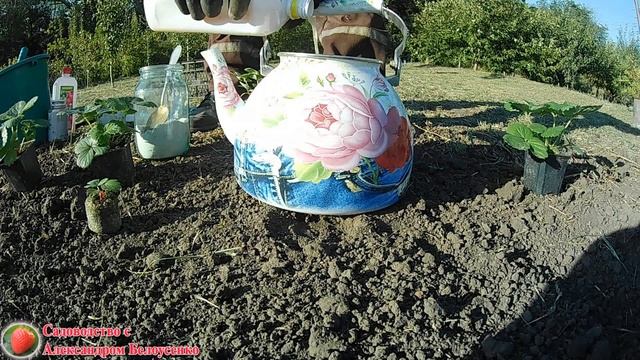 Посадка клубники осенью Что добавить в ямку при посадке земляники в сентябре смотреть онлайн