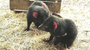 Tasmanian Devils