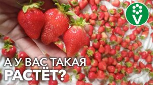 ХВАТИТ РАЗДУМЫВАТЬ! Вот ЭТИ СОРТА КЛУБНИКИ придутся по вкусу даже гурманам!