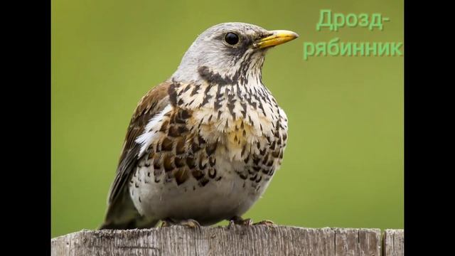 Птицы России на букву 