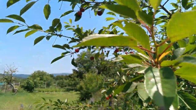 #Анапа - Натухаевская Купили черешню