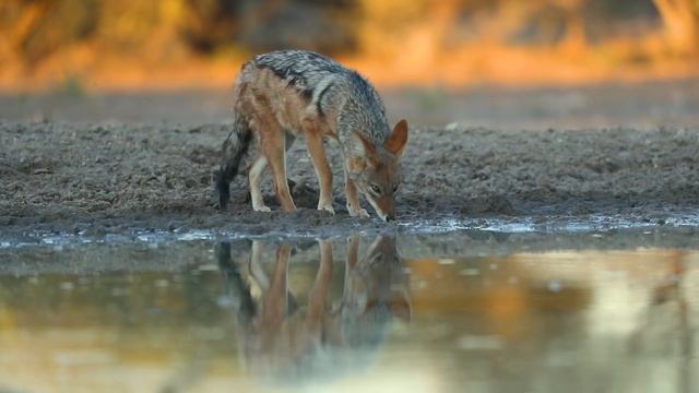Into the Kalahari. A Botswana Safari Documentary смотреть онлайн