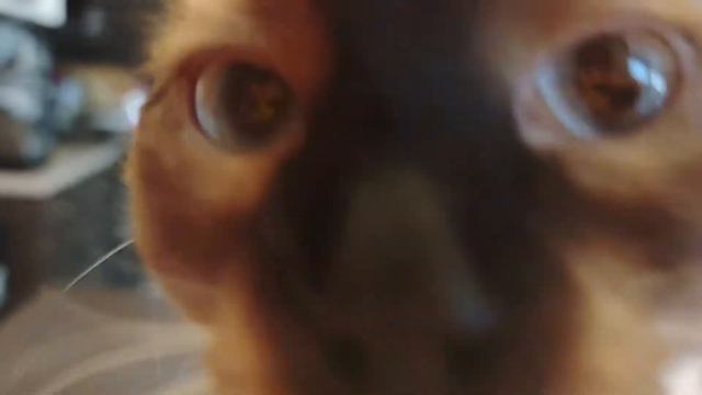 Молодой тайский кот играет и жаждет общения. смотреть онлайн