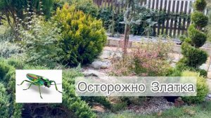 Прогулка по хвойному саду. Осторожно - ЗЛАТКА. Опасный вредитель туй.